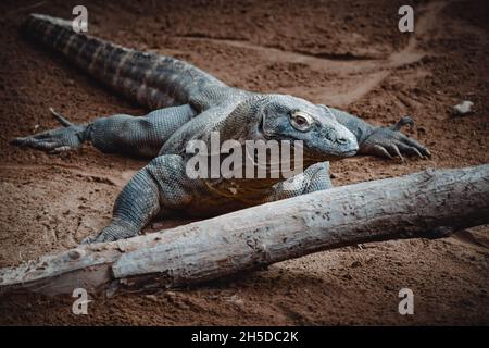 un portrait fantastique d'un dragon de komodo Banque D'Images