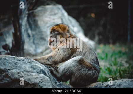 une vue fantastique sur un singe charmant Banque D'Images