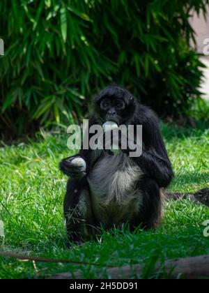 Gros plan vertical du singe araignée, singe du Nouveau monde, appartenant au genre Ateles. Banque D'Images