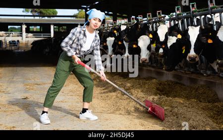 Jeune femme chinoise travaillant dans une ferme laitière, nourrissant des vaches avec du foin en plein air Banque D'Images