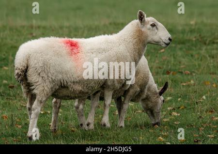 Deux moutons debout dans un champ.L'une a sa tête abaissée en mangeant l'herbe, l'autre se tient debout en regardant à droite Banque D'Images