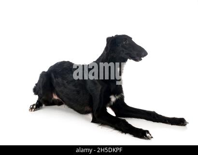 jeune borzoi devant un fond blanc Banque D'Images