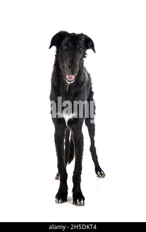 jeune borzoi devant un fond blanc Banque D'Images