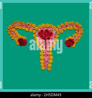 Installation d'art floral de l'utérus féminin sur fond vert, concept de santé de la femme .Partie de l'ensemble des images des organes humains internes Banque D'Images
