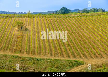 Les vignobles en terrasse du village viticole de Toscane Montalcino en Toscane dans la campagne italienne.Vignoble du patrimoine de la région viticole de l'Italie Banque D'Images