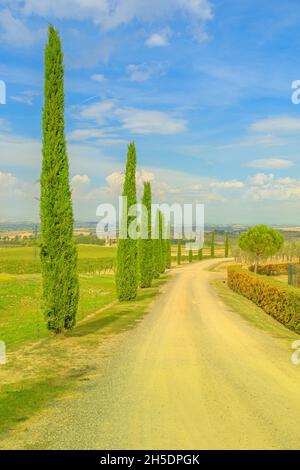 Vue verticale sur les peupliers dans les vignobles de Toscane village viticole Montalcino dans les apennines toscan-Emiliennes.La campagne italienne et célèbre Banque D'Images