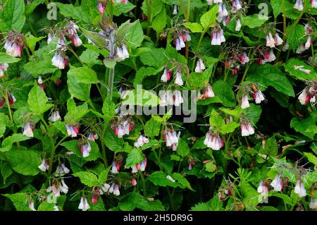 Dérive tentaculaire de la frénie rampante dans la fleur.Dorset, Royaume-Uni Banque D'Images