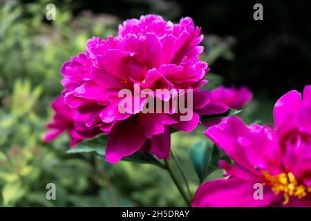Pivoine rose vif dans le jardin. Fleur d'été gros plan. Fond floral. Grand bourgeon de pivoine sombre. Banque D'Images