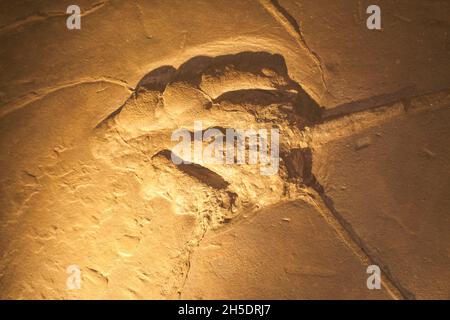 Un véritable pied fossile, une piste de griffe, découvert à cet endroit.Au parc national Dinosaur près de Hartford, Connecticut. Banque D'Images