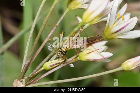 Insecte d'Assassin à feuilles (Zelus renardii) mangeant une abeille dans de fausses fleurs sauvages d'ail à Houston, TX. Banque D'Images