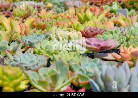 Différents types d'echeveria plantes succulentes dans un cliché sélectif de foyer Banque D'Images