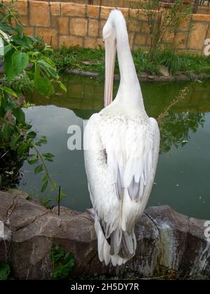 pelican se trouve près de l'étang dans le zoo, en été Banque D'Images