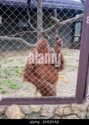 orangutan derrière les bars du zoo, en été Banque D'Images