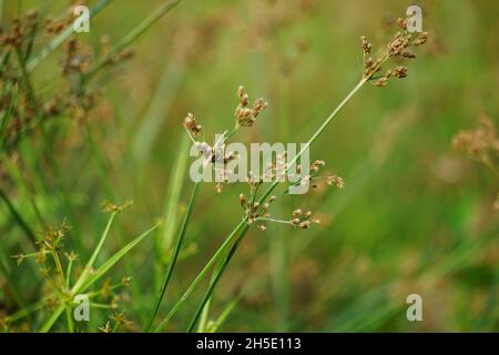 Festuca rubra (également fétuque rouge, fétuque rouge rampant) avec un fond naturel Banque D'Images