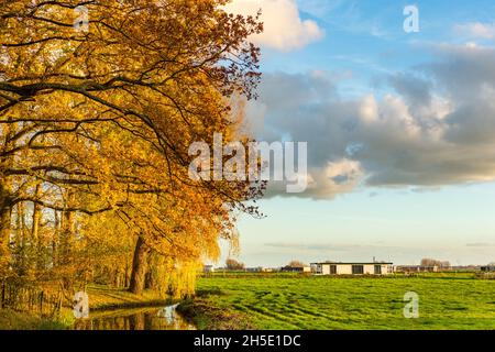 Des arbres jaunes d'or en automne à Landgoed Huys à Warmond et des bateaux à moteur au Kagerplassen dans la ville de Warmond aux pays-Bas. Banque D'Images