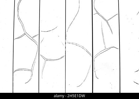 Texture noire et blanche, peinture de la surface de clôture fissurée, grande fissure de peinture sèche, arrière-plan à effet texturé Banque D'Images