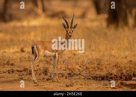 gazell indien mâle dans un endroit magnifique en inde/animal sauvage dans l'habitat de la nature/Inde/chekara stag Banque D'Images