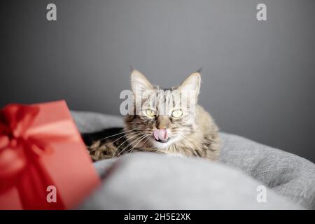 Un chat domestique mignon repose sur une chaise de sac de beanbag et lèche son nez.Il y a une boîte cadeau rouge à côté Banque D'Images