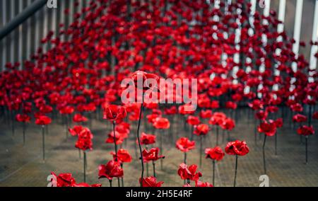 « Poppies: Wave and Weeping Window », une nouvelle œuvre composée de milliers de coquelicots en céramique faits à la main qui descendent 30 mètres et se mettent en commun dans le Air Shard à IWM North à Manchester.Les sculptures de pavot faisaient partie à l'origine de 'Blood balayed Lands and Seas of Red' à la Tour de Londres en 2014, et plus tard de 'Poppies: Wave and Weeping Window' qui a visité le Royaume-Uni entre 2014 et 2018.Date de la photo: Mardi 9 novembre 2021. Banque D'Images