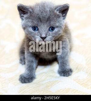 Chaton écossais bleu sur le lit, le thème des chats et chatons domestiques Banque D'Images