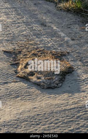 Impact humain sur la nature, hérisson algérien adulte, hérisson nord-africain, Atelerix algirus, roadkill Banque D'Images