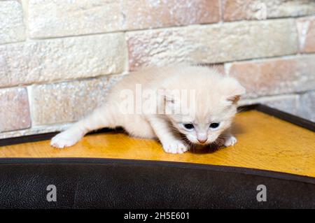 chaton blanc au mur de brique du coin cuisine, le thème des chats et chatons domestiques Banque D'Images