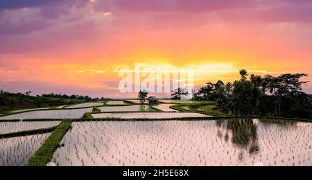 Paysage magnifique avec des rizières en terrasse et une cabane de fermier au beau lever du soleil.Terrasse de riz Jatiluwih, Régence de Tabanan, nord de Bali. Banque D'Images