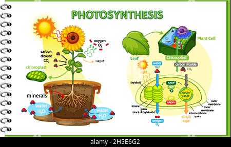 Diagramme montrant le processus de photosynthèse dans l'illustration de la plante Illustration de Vecteur