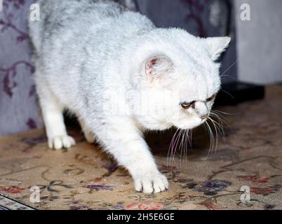 Chinchilla d'argent britannique sur la table, le thème des chats domestiques Banque D'Images