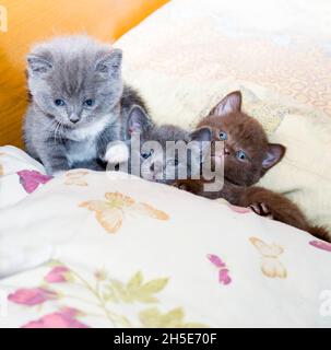 Trois chatons écossais drôles sur le lit, le thème des chats et chatons domestiques Banque D'Images