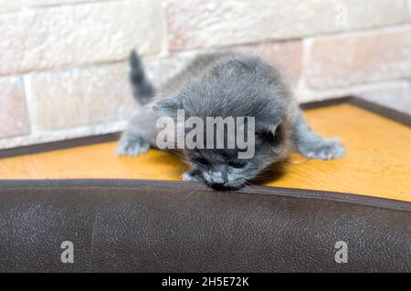 Bleu mensuel chaton écossais sur le coin cuisine, le thème des chats et chatons domestiques Banque D'Images