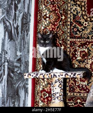 chaton bicolore noir et blanc sur un poteau de grattage, sur un fond de tapis, thème chats domestiques et chatons Banque D'Images