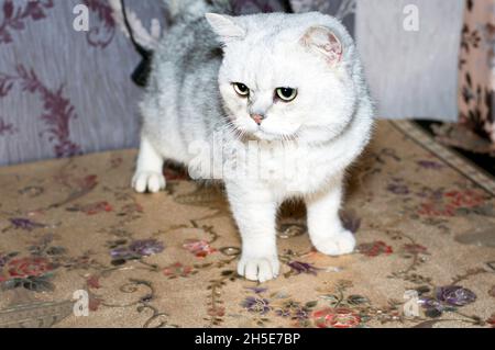 Chinchilla d'argent écossais sur la table, le thème des chats domestiques Banque D'Images