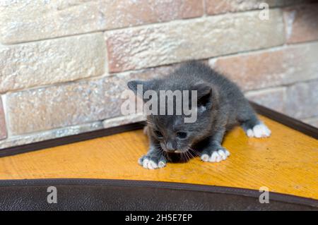 chaton mensuel bicolore bleu dans le coin cuisine, chats domestiques et chatons à thème Banque D'Images