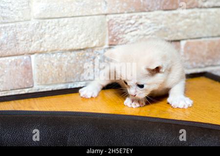 chaton crème au mur de brique sur le coin cuisine, le thème des chats et chatons domestiques Banque D'Images