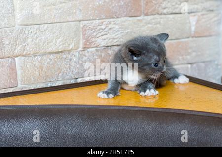 un petit chaton mensuel bicolore bleu sur le coin cuisine, le thème des chats domestiques et des chatons Banque D'Images