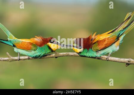 couple de magnifiques oiseaux colorés embrassant Banque D'Images