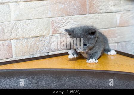 un petit chaton bicolore bleu sur le coin cuisine, le thème des chats domestiques et des chatons Banque D'Images