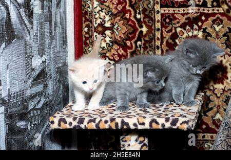 trois chatons sur un poteau de grattage, sur un fond de tapis, le thème des chats et chatons domestiques Banque D'Images