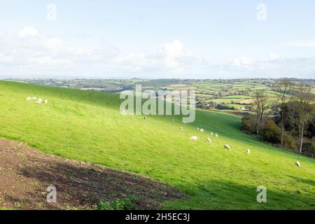 Vue sur les terres agricoles du village de High Bickington, Devon, Angleterre, Royaume-Uni. Banque D'Images