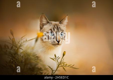 Portrait d'un joli chat thaïlandais à motif tabby avec des yeux bleus assis à côté de fleurs jaunes de marigold par un beau jour d'été.Marcher avec un animal de compagnie dans la nature. Banque D'Images