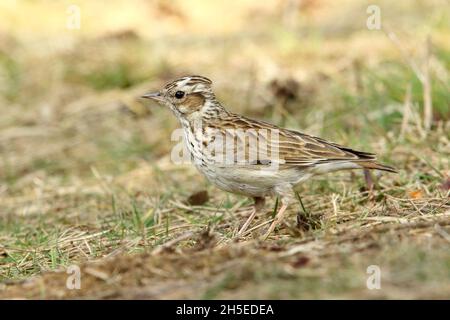 Woodlark au sol Banque D'Images