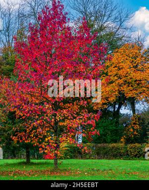 Beaux rouges d'un rubrum acer (vallée du Soleil) et jaunes et oranges d'un érable en automne Banque D'Images