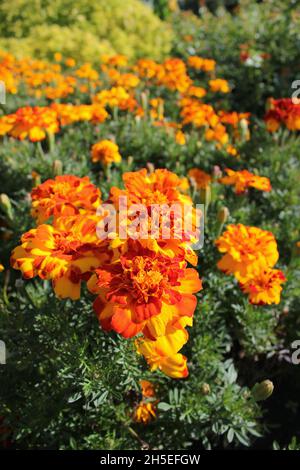 De magnifiques marigolds orange et rouge lumineux fleurissent dans le champ de fleurs ensoleillé. Banque D'Images