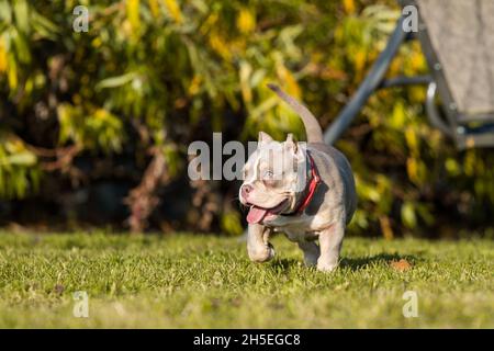Un chiot Bully américain de poche de couleur lilas bouge. Banque D'Images