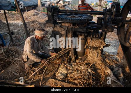 Roorkee, uttarakhand, Inde- novembre 7 2021 : un travailleur met la canne à sucre dans une machine à concasseur pour extraire le jus pendant la production de jaggery à un Jagger Banque D'Images