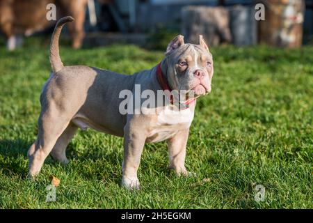 Un chien de poche américain Bully Puppy est sur l'herbe Banque D'Images