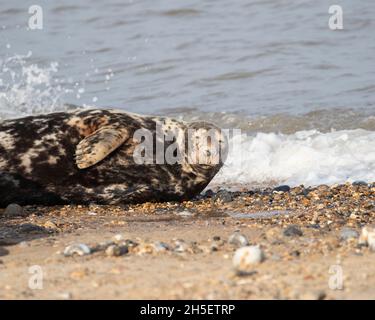 Phoques gris femelles reposant sur beach Banque D'Images