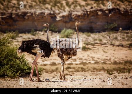 Couple d'Ostrich africain en terre sèche dans le parc transfrontier de Kgalagadi, Afrique du Sud ; famille de Stronthio camelus de Stronthionidae Banque D'Images