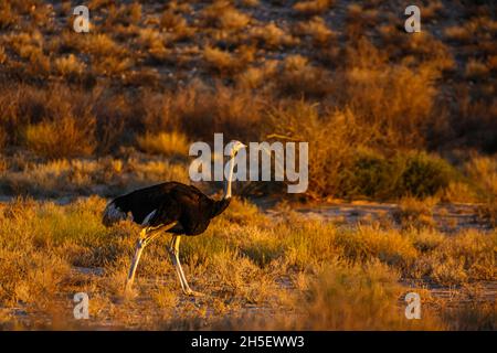 Ostrich Africain marchant au crépuscule dans le parc transfrontier de Kgalagadi, Afrique du Sud ; famille de Struthio camelus de Struthionidae Banque D'Images